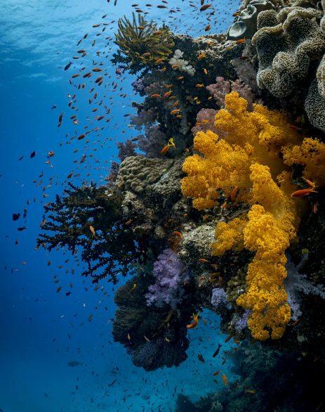Найкращі місця у світі для дайвінгу: ви ніколи не забудете побачене