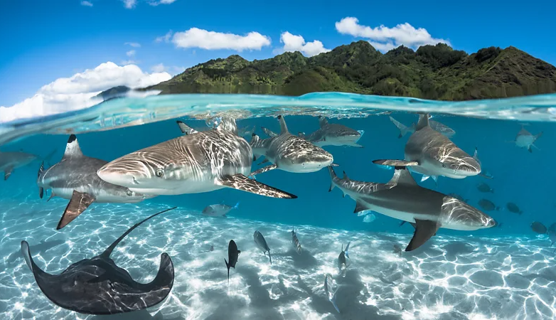 Найкращі місця у світі для дайвінгу: ви ніколи не забудете побачене