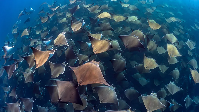 Найкращі місця у світі для дайвінгу: ви ніколи не забудете побачене