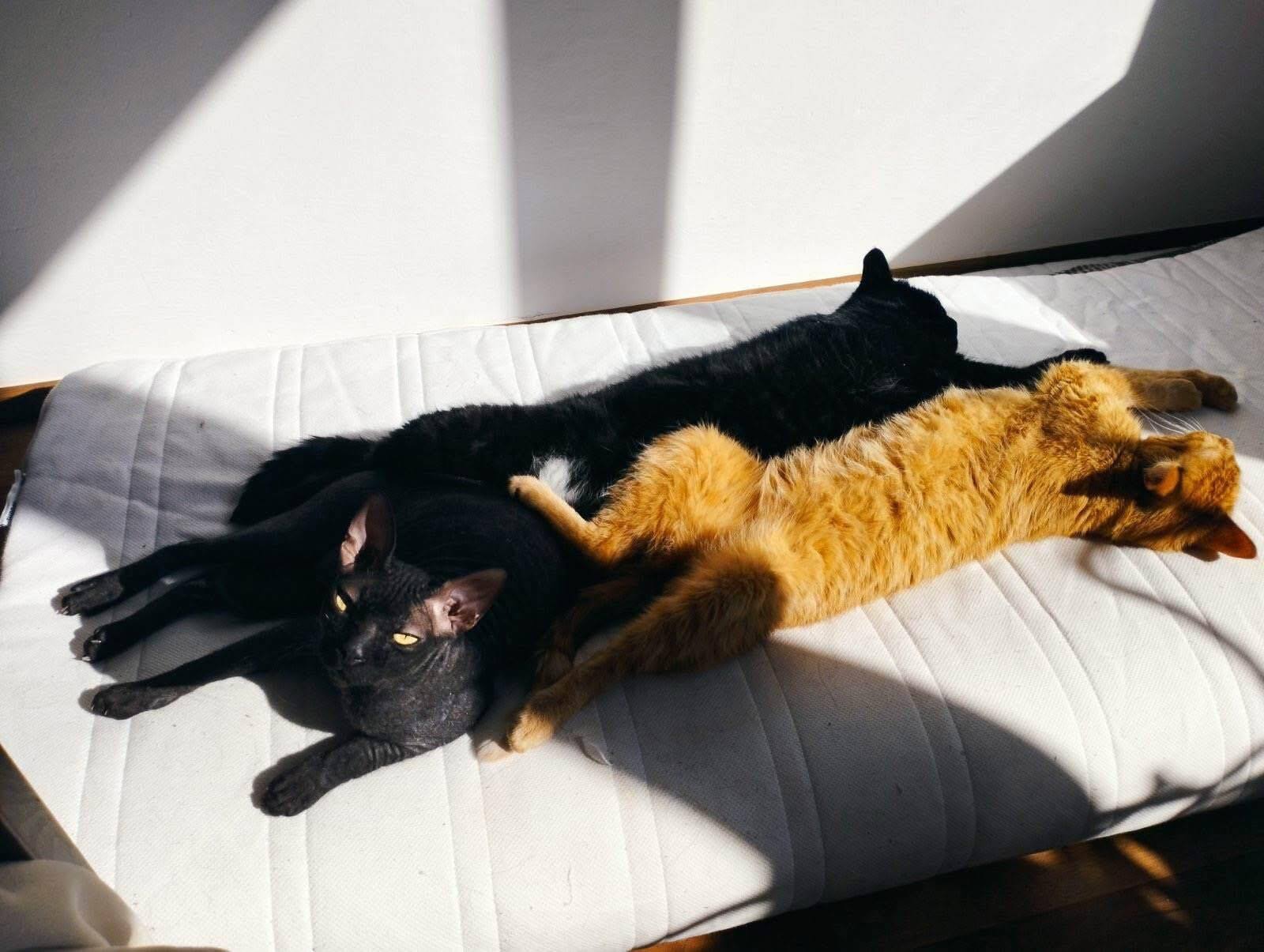 "Пролунав вибух, Артур до гаража не добіг": дружина вбитого тренера розповіла про обстріл Маріуполя і змогла вивезти трьох котів і собаку