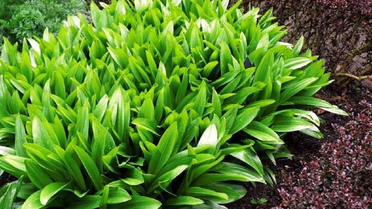 Знаменитий український спортивний лікар помер через помилку в продуктовому магазині