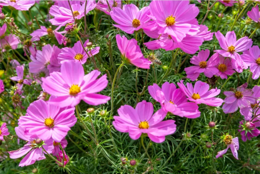 Посадите ее в апреле: один цветок полностью изменит ваш сад