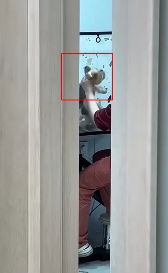 Схопила собаку за шию і замахувалася: у Києві поліція почала перевірку через інцидент в грумінг-салоні. Відео