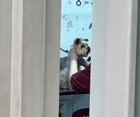 Схопила собаку за шию і замахувалася: у Києві поліція почала перевірку через інцидент в грумінг-салоні. Відео