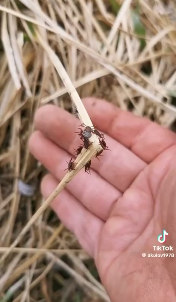 Під Києвом зафіксували справжнє нашестя кліщів: можуть бути переносниками небезпечних хвороб. Відео