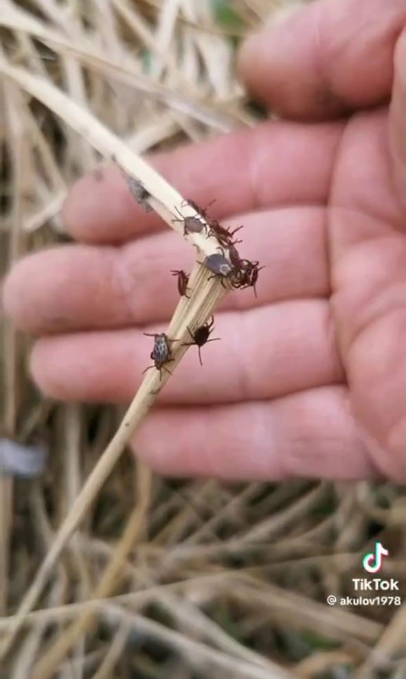 Під Києвом зафіксували справжнє нашестя кліщів: можуть бути переносниками небезпечних хвороб. Відео