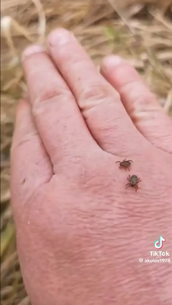 Під Києвом зафіксували справжнє нашестя кліщів: можуть бути переносниками небезпечних хвороб. Відео