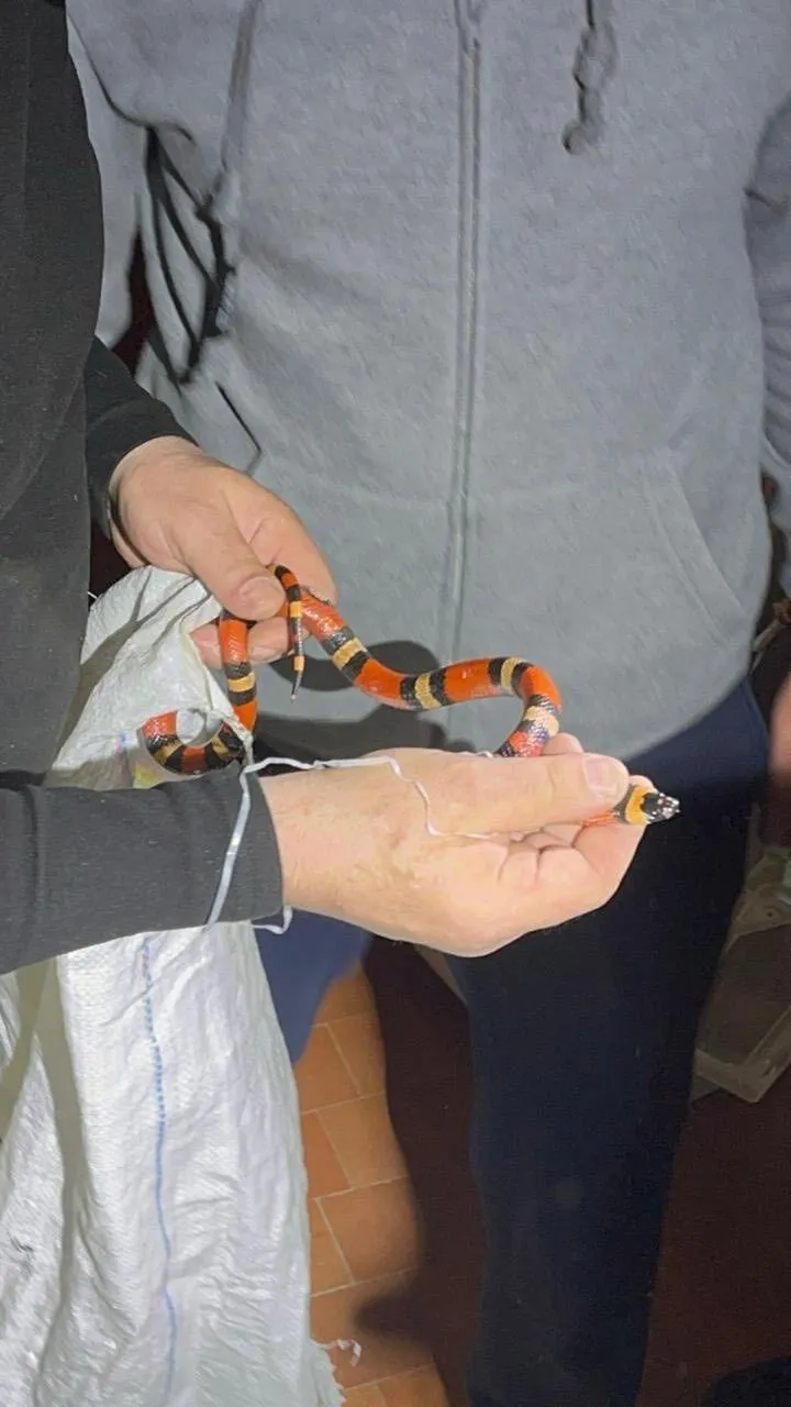 У Харкові в пральній машині знайшли змію: як вона туди потрапила. Фото