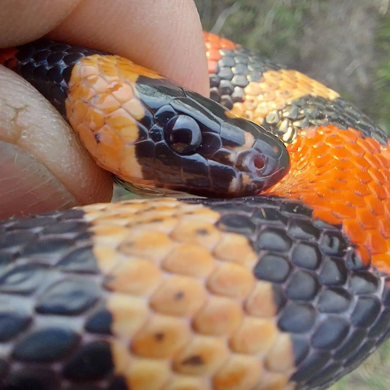 У Харкові в пральній машині знайшли змію: як вона туди потрапила. Фото