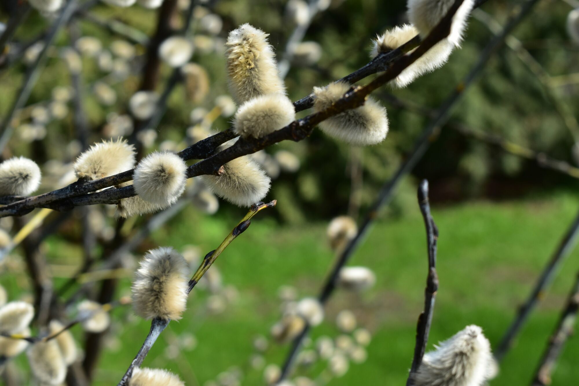 Не я бью, верба бьет: как проходит Вербное воскресенье в Украине