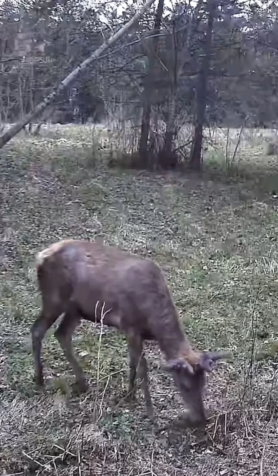 "Лучше не испытывать удачу": на Львовщине пограничники "поймали" в фотоловушку медведя, волков, лисиц. Видео