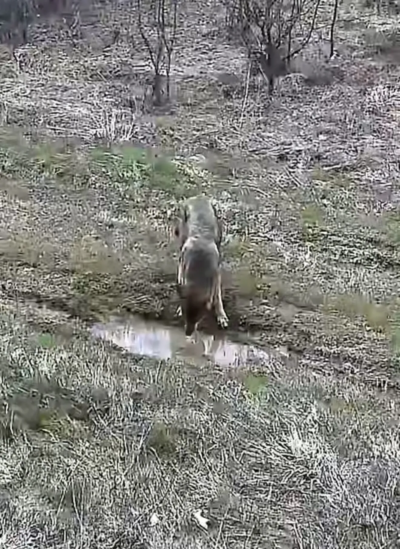"Лучше не испытывать удачу": на Львовщине пограничники "поймали" в фотоловушку медведя, волков, лисиц. Видео