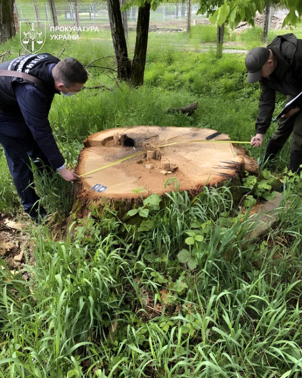 Викрито схеми на деревині для війська