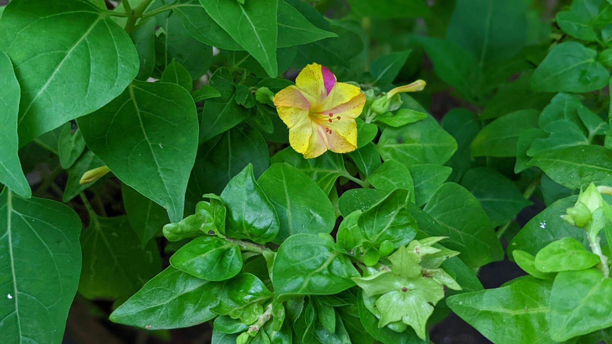 Светится в темноте и пахнет духами: названо необычное растение для сада