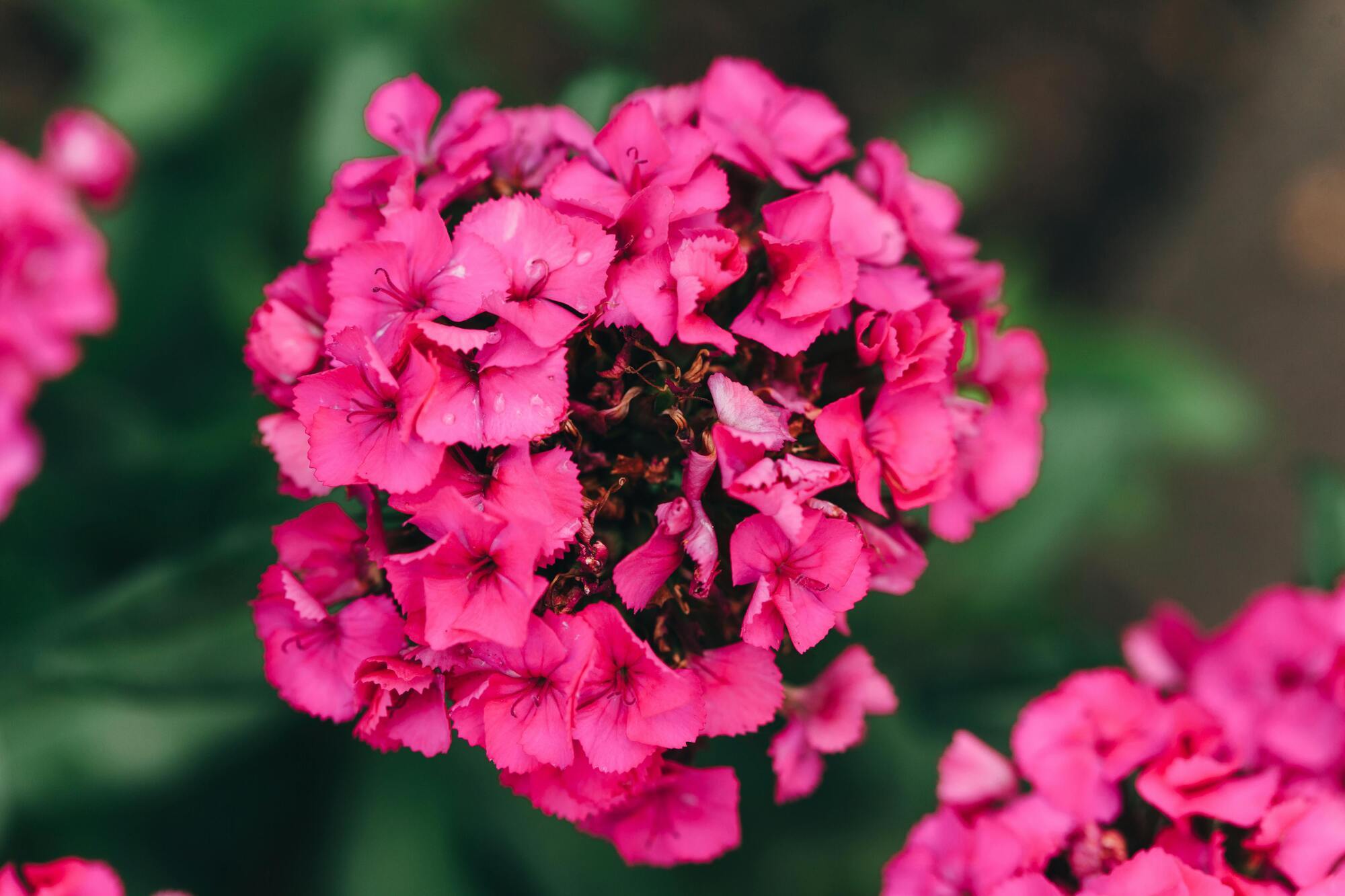 Цветок, который любили наши бабушки, снова заполонил сады