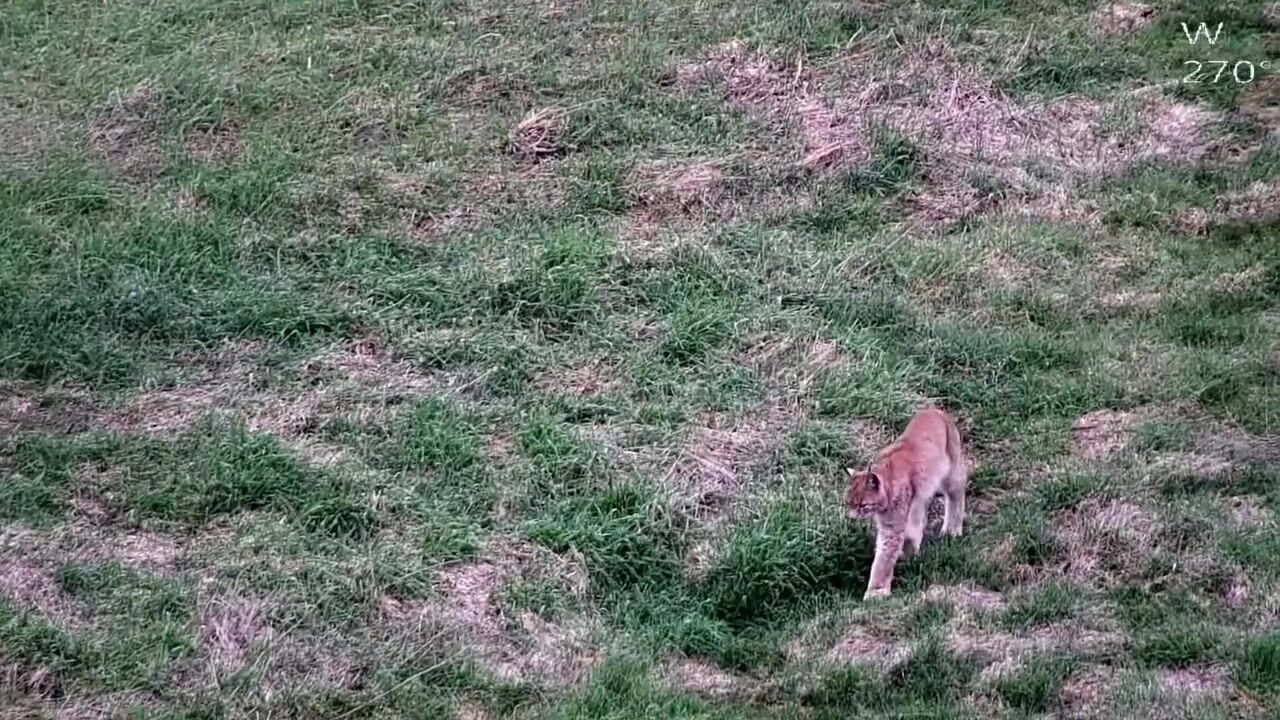 "Рухалася без зайвих слідів і шуму": прикордонники на Житомирщині зафіксували прогулянку рисі. Відео