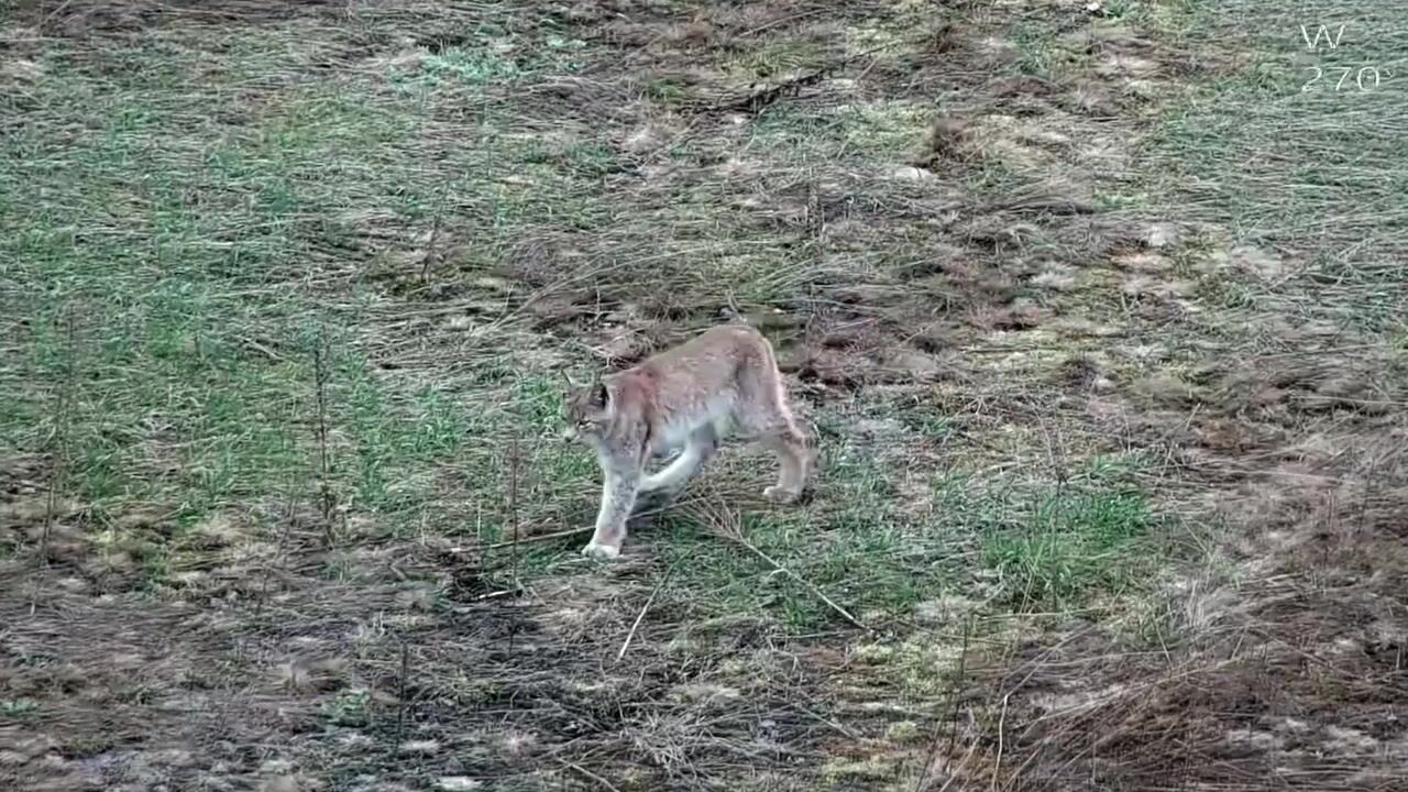 "Рухалася без зайвих слідів і шуму": прикордонники на Житомирщині зафіксували прогулянку рисі. Відео