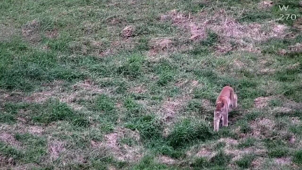 "Рухалася без зайвих слідів і шуму": прикордонники на Житомирщині зафіксували прогулянку рисі. Відео
