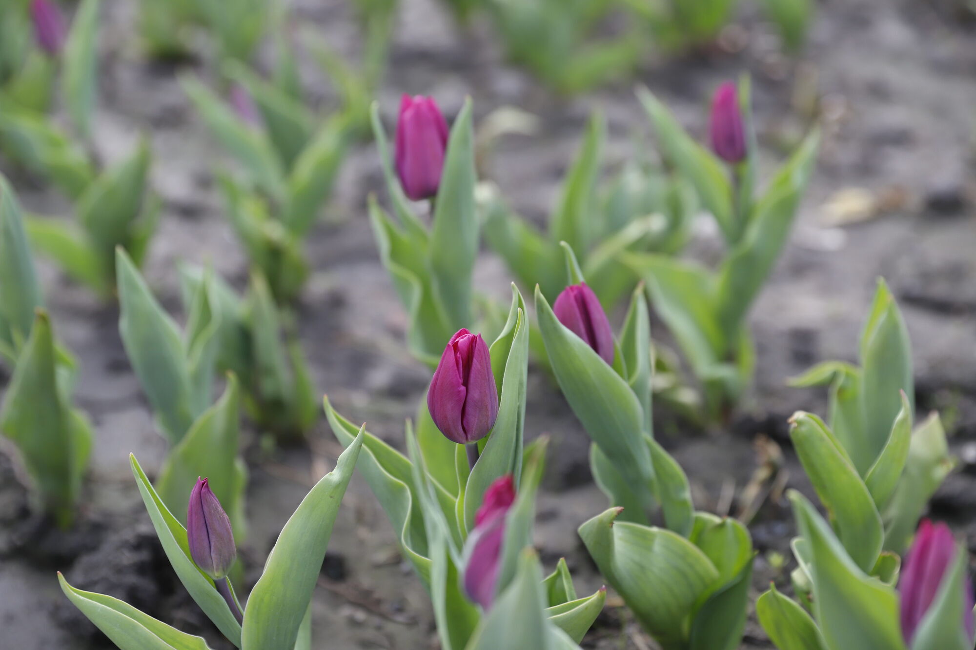 У Києві розпочався період цвітіння тюльпанів: де можна зробити чудові фото