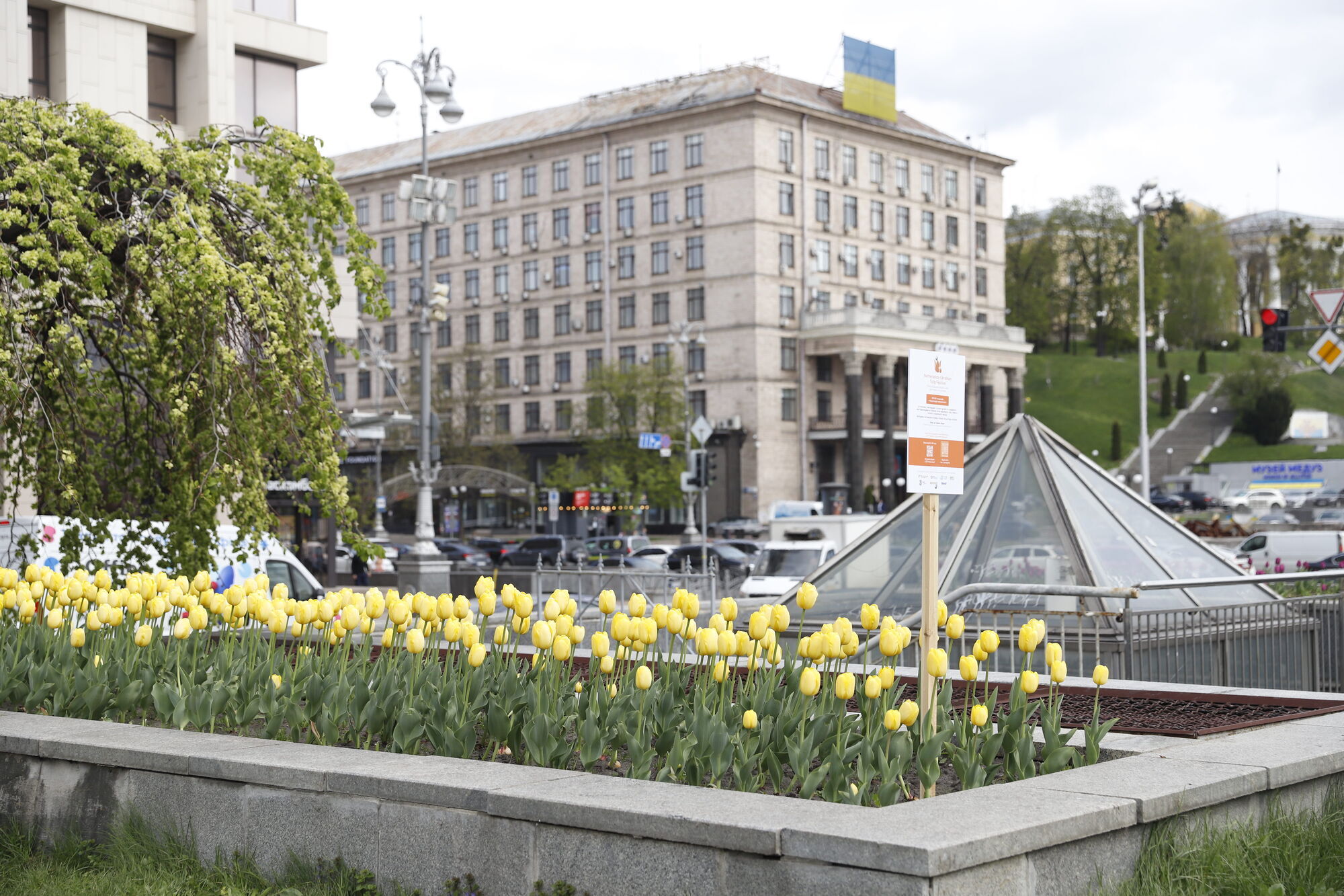 У Києві розпочався період цвітіння тюльпанів: де можна зробити чудові фото