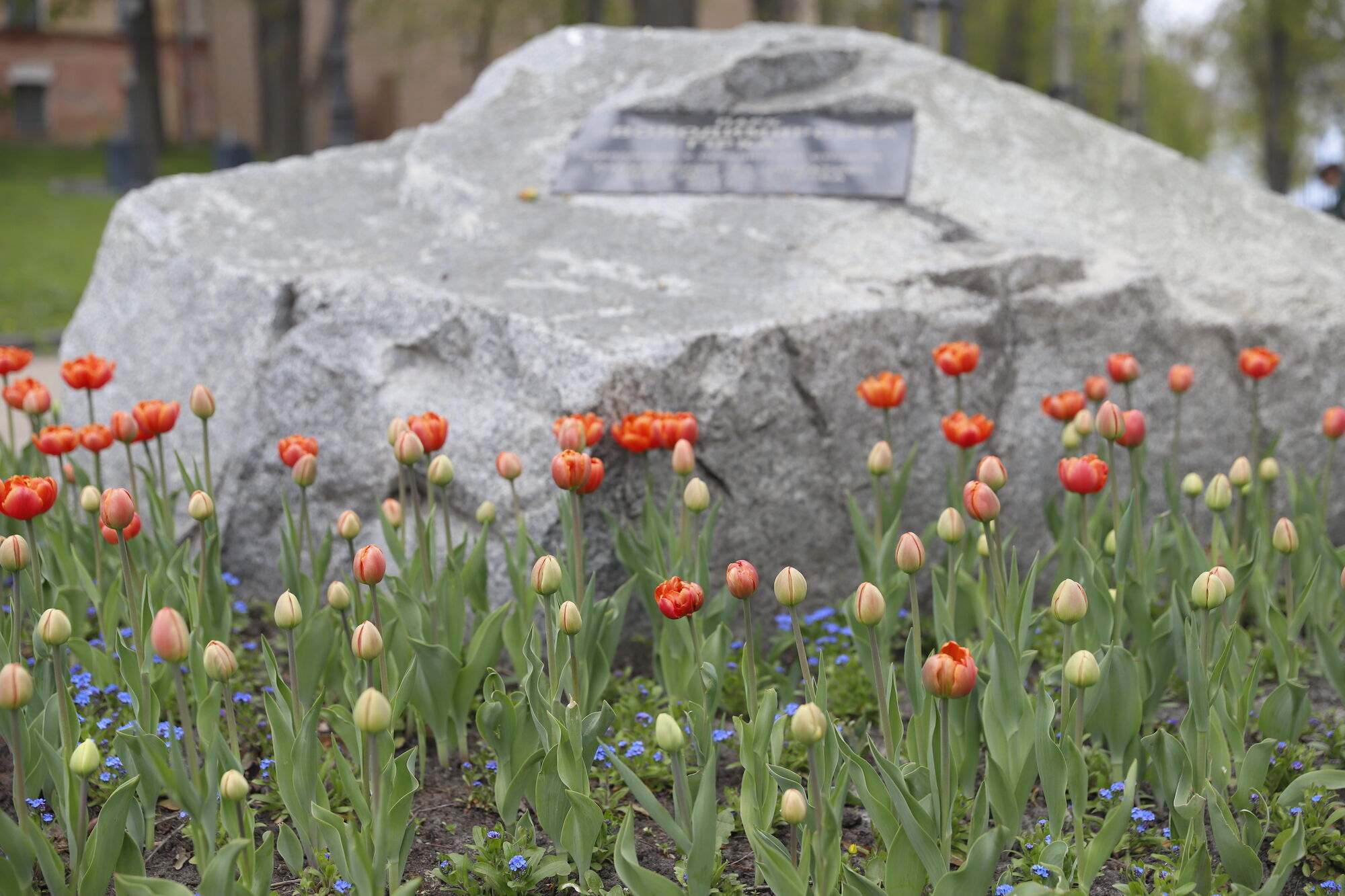 У Києві розпочався період цвітіння тюльпанів: де можна зробити чудові фото