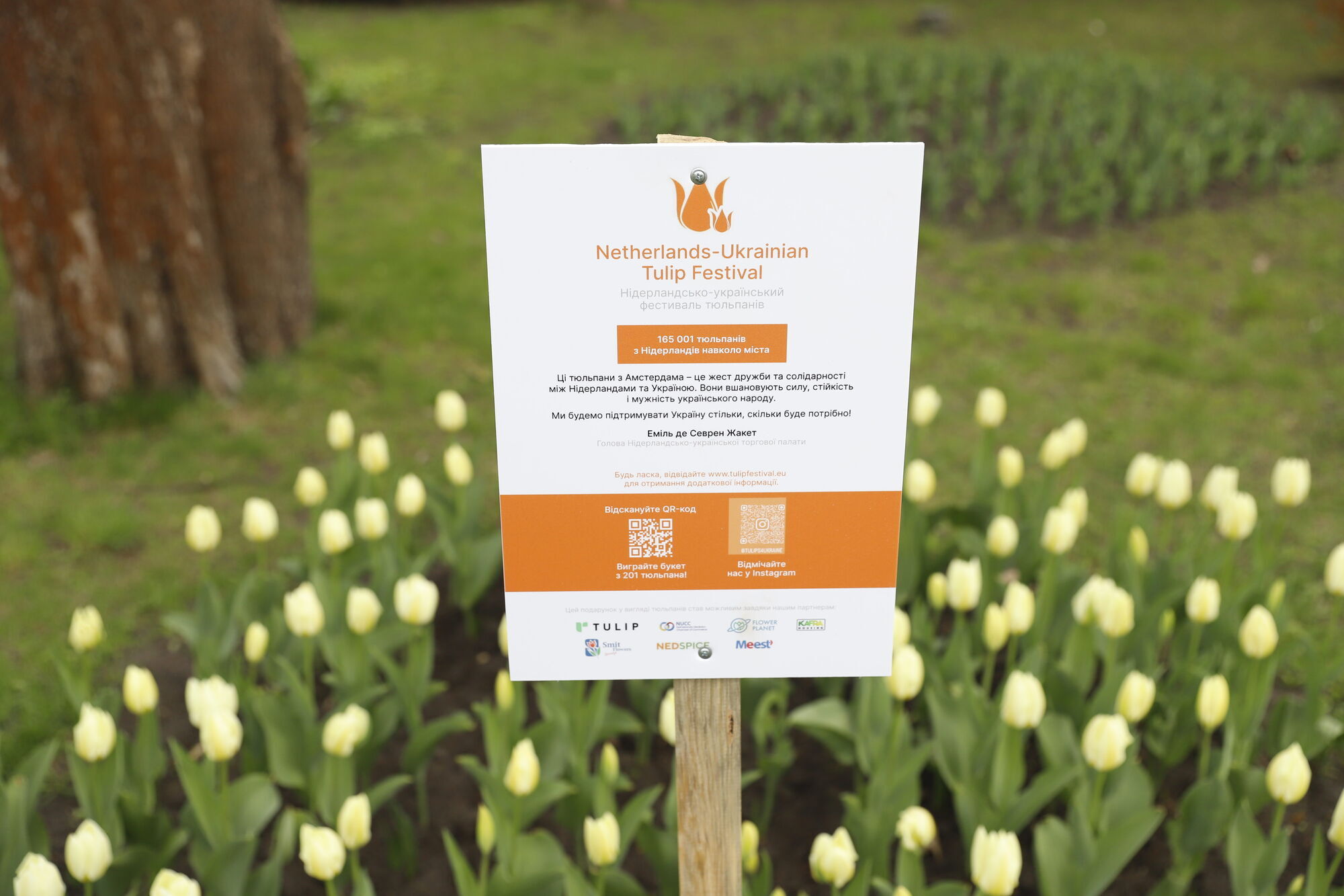 У Києві розпочався період цвітіння тюльпанів: де можна зробити чудові фото