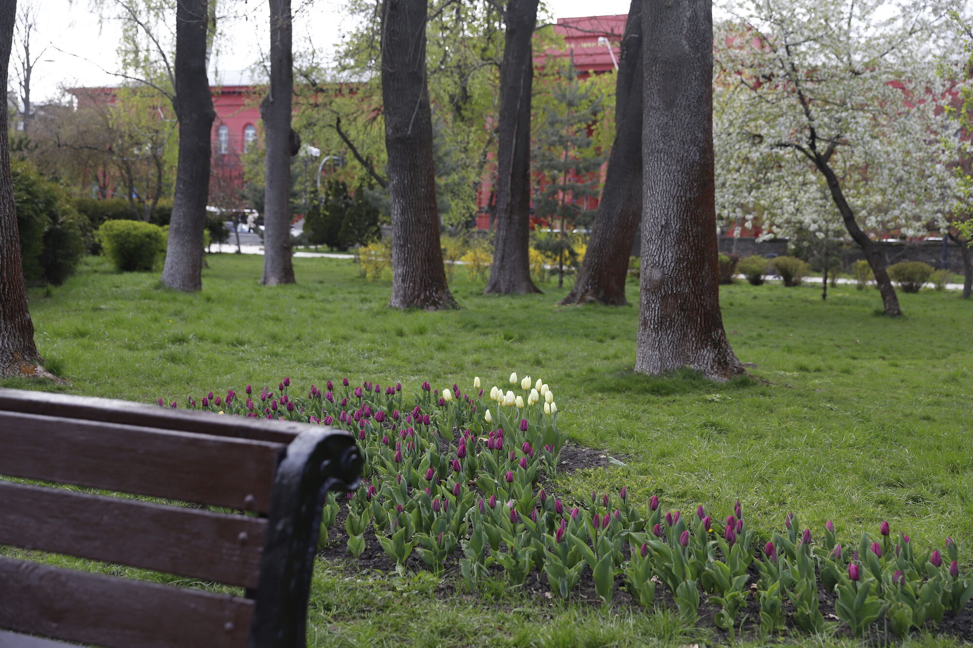 У Києві розпочався період цвітіння тюльпанів: де можна зробити чудові фото