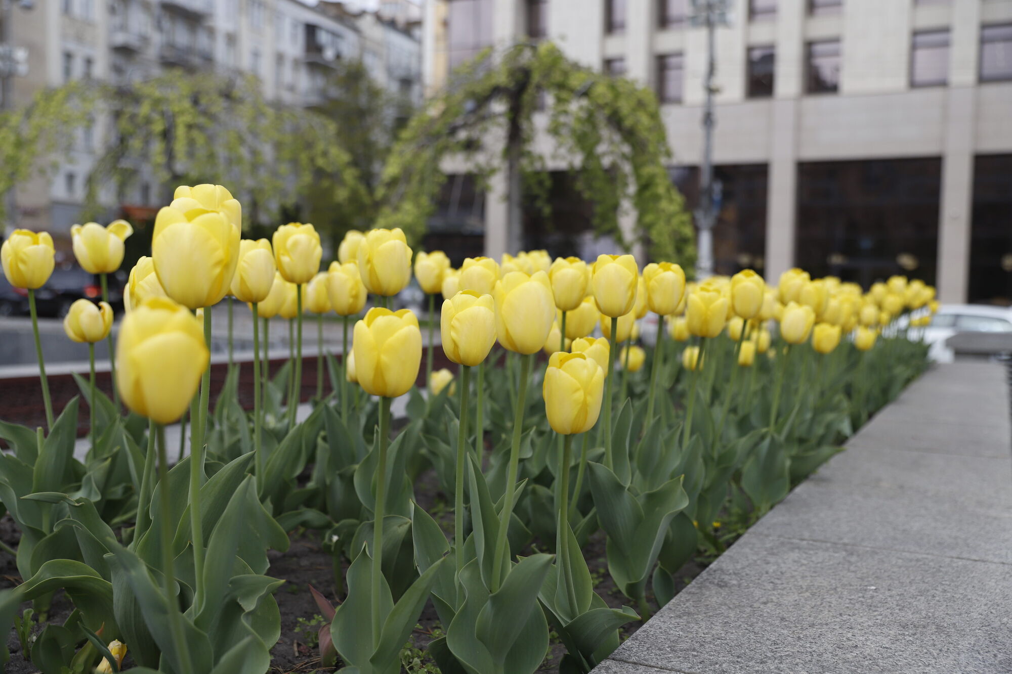 У Києві розпочався період цвітіння тюльпанів: де можна зробити чудові фото