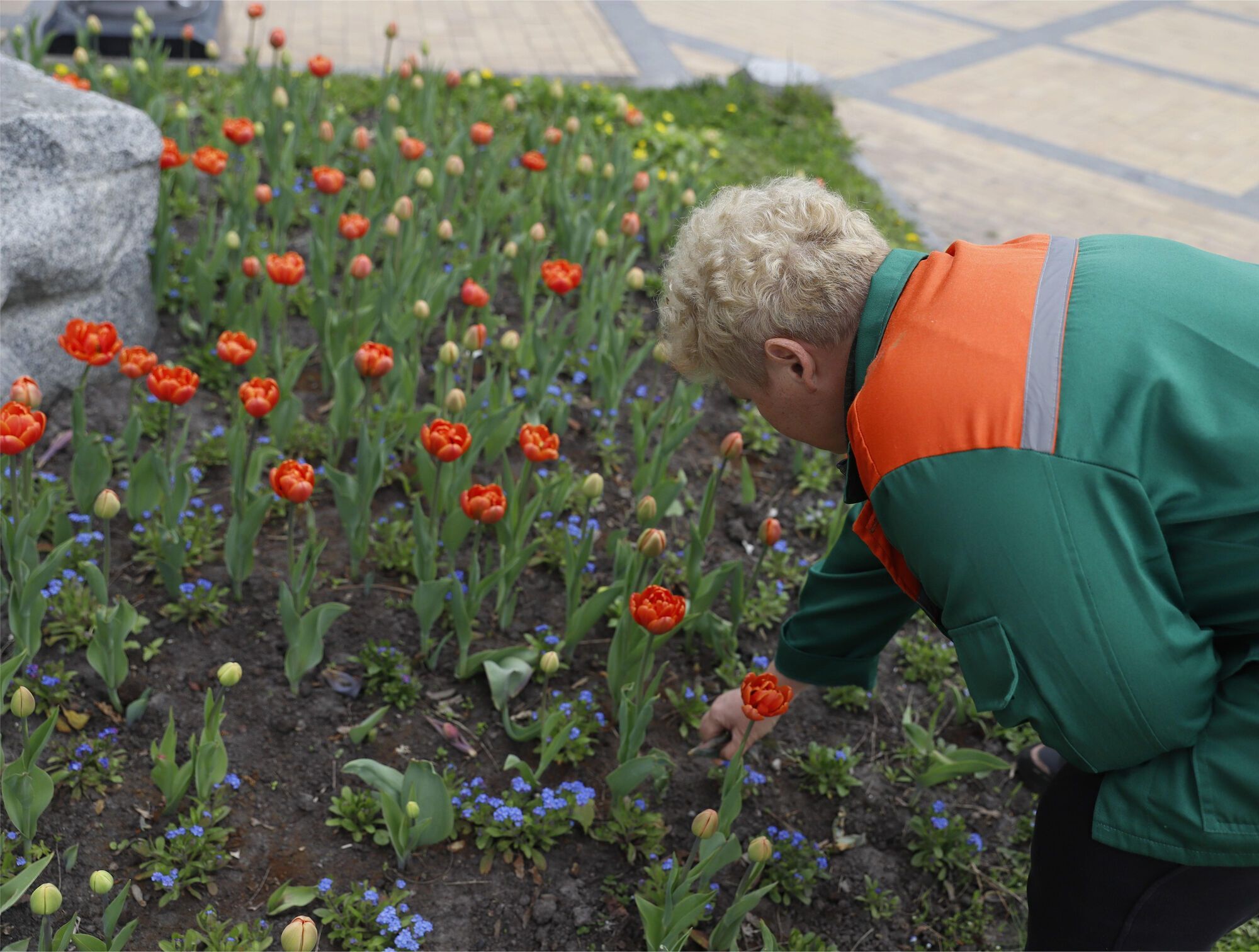 У Києві розпочався період цвітіння тюльпанів: де можна зробити чудові фото