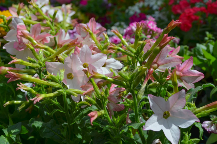 Мають інтенсивний аромат: які квіти посадити біля входу в будинок