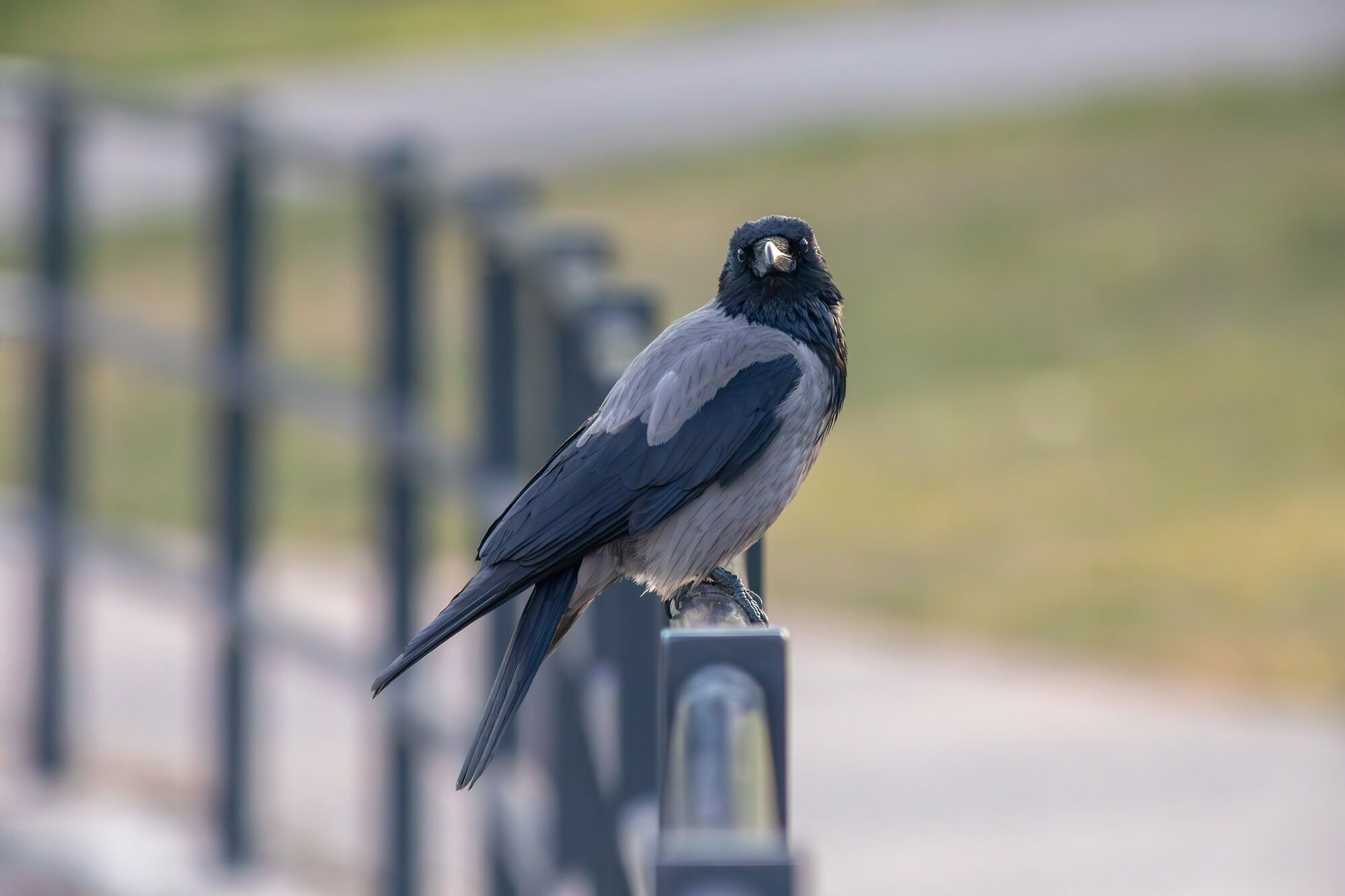Чем ворона отличается от ворона: научные факты, которые вы могли не знать