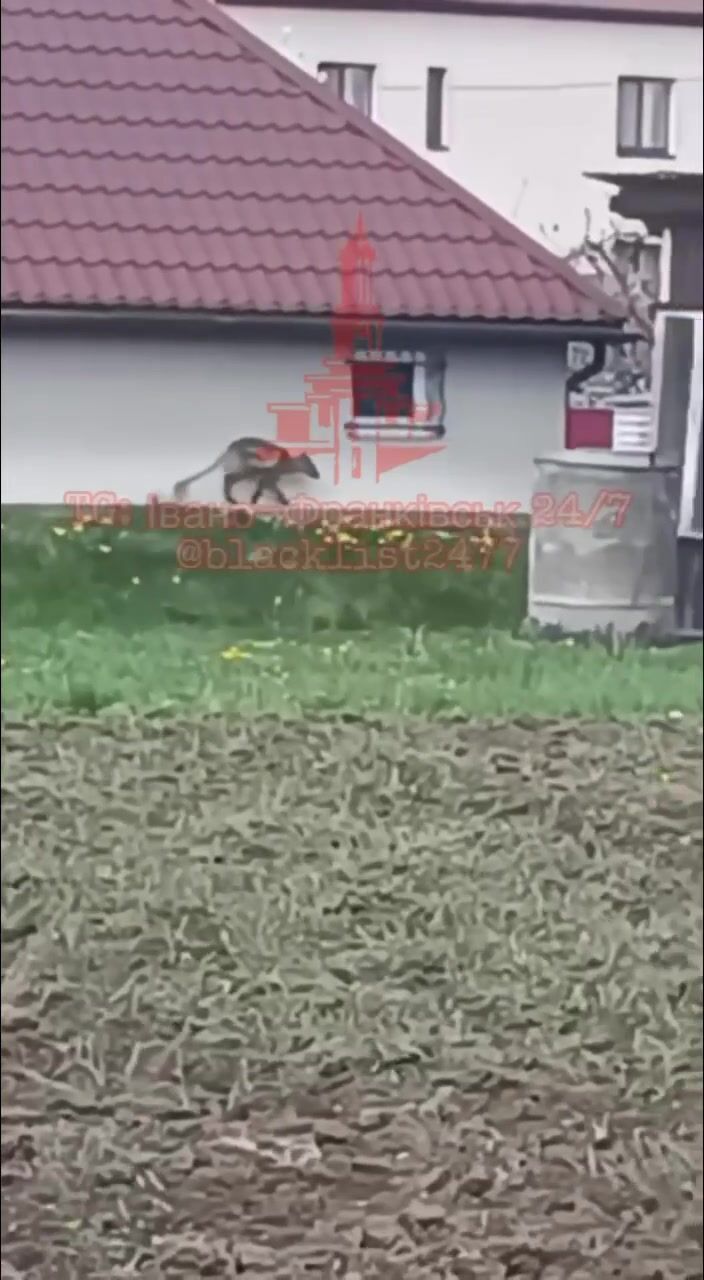 На Прикарпатті помітили дивну тварину: кадри "відродили" чутки про "чупакабру". Відео