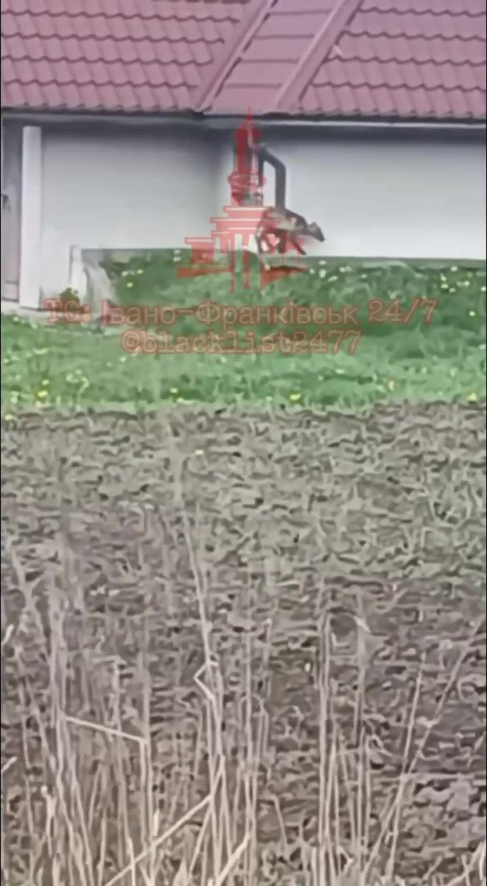 На Прикарпатті помітили дивну тварину: кадри "відродили" чутки про "чупакабру". Відео