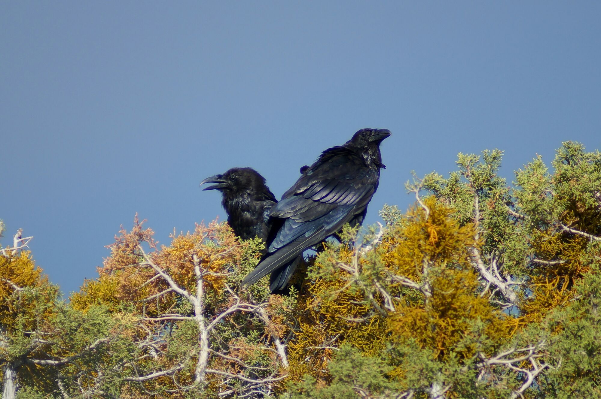 Чем ворона отличается от ворона: научные факты, которые вы могли не знать
