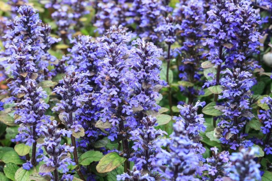 Аромат вас зачарує: що можна посадити замість лаванди