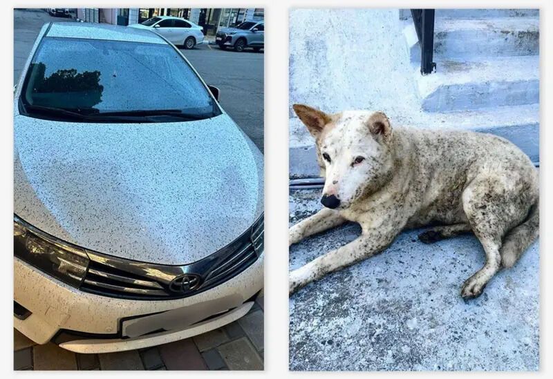 Токсичный дым и зараженная вода: в российском Туапсе жалуются, что после атаки БПЛА курортный сезон "закончился, не начавшись"