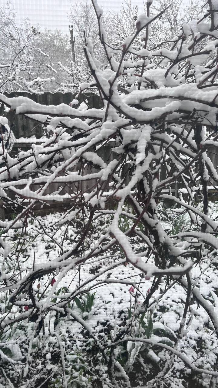 "А сейчас точно апрель?" Сеть взбудоражили кадры снега в Украине посреди весны. Фото и видео