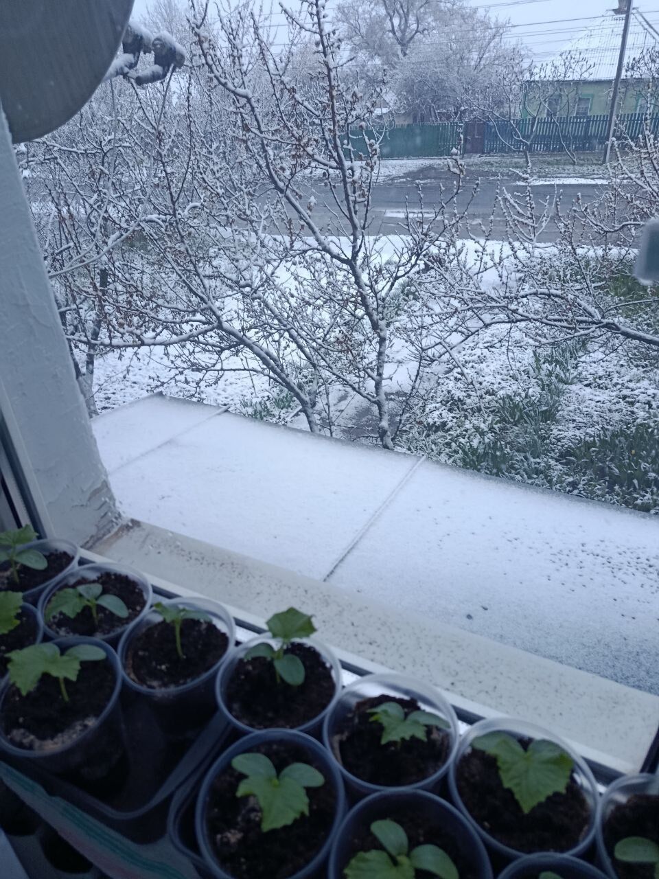 "А сейчас точно апрель?" Сеть взбудоражили кадры снега в Украине посреди весны. Фото и видео