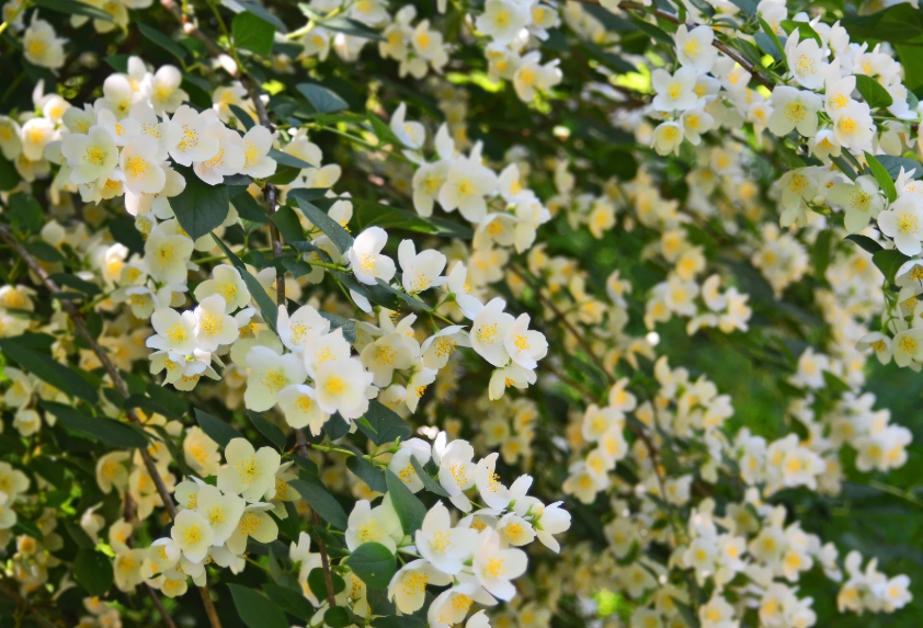 Идеальный для начинающих: неприхотливый кустарник украсит любой двор