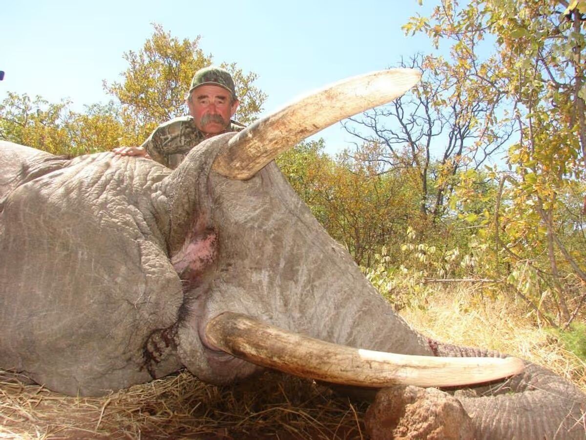 Американский бизнесмен погиб во время охоты в Африке: его затоптало стадо слонов – The Telegraph