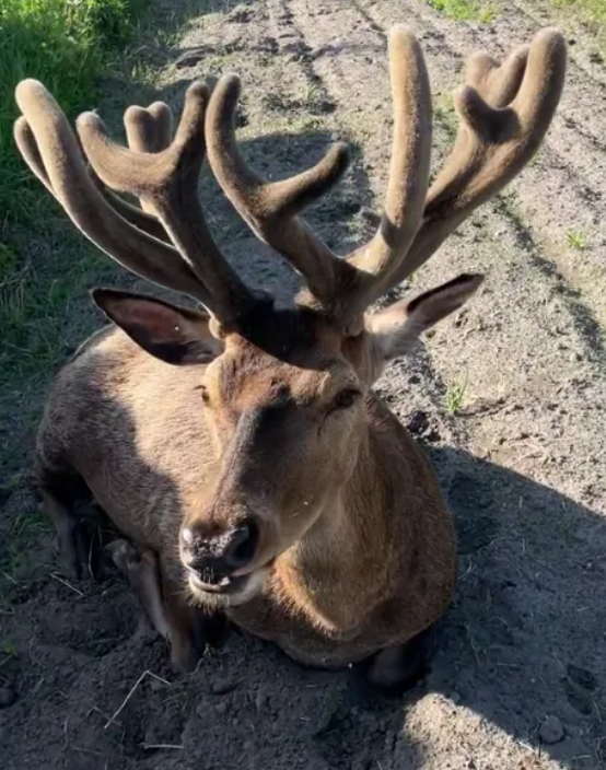 Суд ухвалив рішення у справі водійки, яка збила оленя Бориса: як покарали