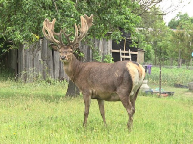 Суд ухвалив рішення у справі водійки, яка збила оленя Бориса: як покарали