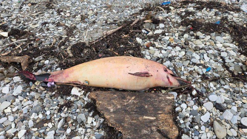 Мазутні дощі – не завада: у Туапсе офіційно готуються до туристичного сезону. Фото і відео