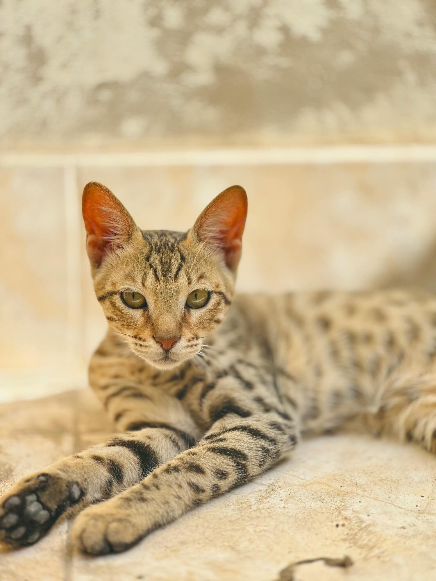 Ветеринар назвал 5 пород кошек, которых бы никогда не завел сам: с ними будет сложно