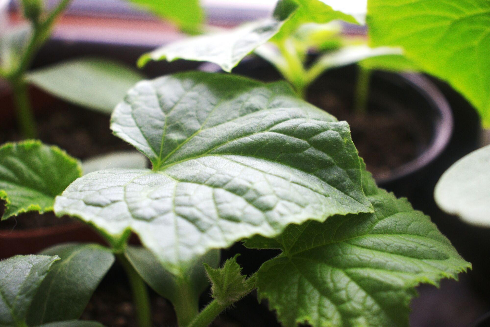 Коли треба висаджувати огірки в ґрунт: є важливі орієнтири