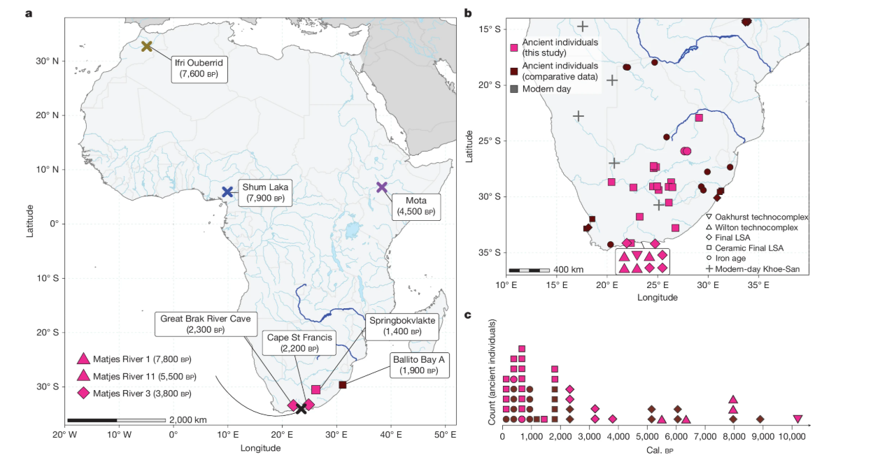 Як зʼявилися люди: вчені змінили усталену теорію