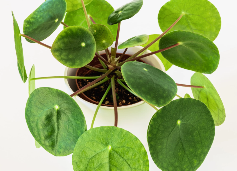 Прості у догляді: топ найкращих рослин для маленької квартири