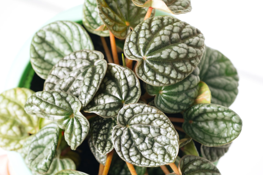 Прості у догляді: топ найкращих рослин для маленької квартири