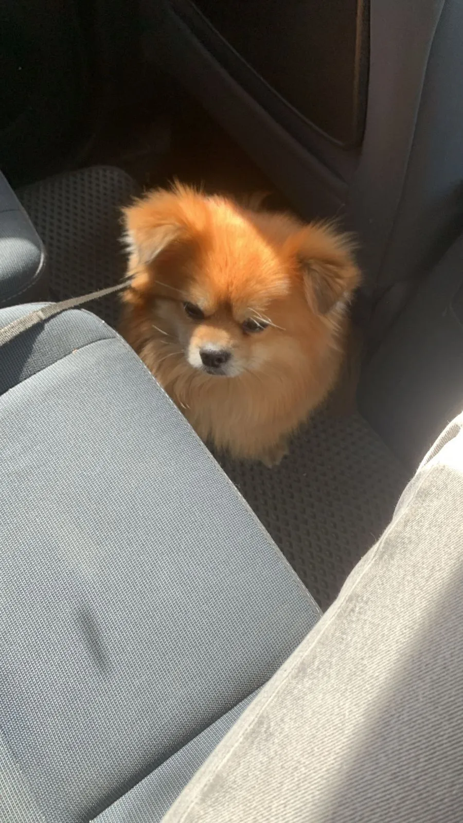 Сказали, что поезд будет стоять 10 минут, а отправились раньше: "УЗ" попала в новый скандал – мужчину с собакой оставили на вокзале. Фото