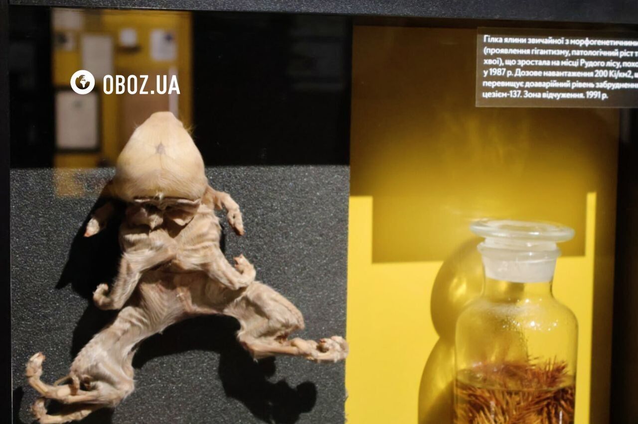 "Место, где говорят правду": Национальный музей "Чернобыль" открыли после ремонта с новыми экспозициями и уникальными документами. Фото и видео